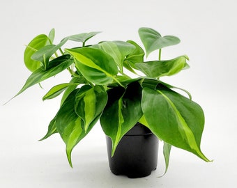 4" Philodendron Brasil Live Plant • Variegated Hanging Plant Available in 8" Hanging Basket • Rare Tropical House Plants • Vine Plant