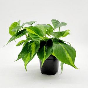 4" Philodendron Brasil Live Plant • Variegated Hanging Plant Available in 8" Hanging Basket • Rare Tropical House Plants • Vine Plant