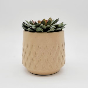 May include: A small succulent plant in a beige ceramic pot with a textured pattern. The pot has a rounded shape and a slightly flared lip.