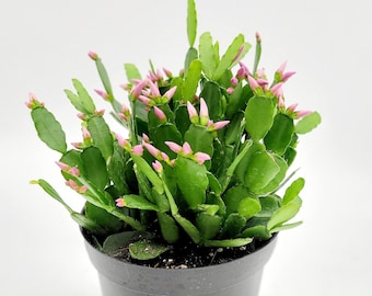 6" Christmas Cactus with Flowers • Rare Live Plants • Tropical Desk Plant • Live Indoor House Plant • Thanksgiving Cactus Plant