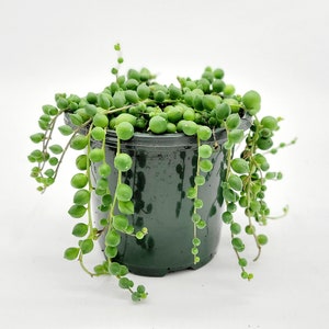 4&quot; String of Pearls Plant • Live Hanging Plant for Hanging Basket • Indoor House Plant • Hanging Succulent • Drought Tolerant Easy Care