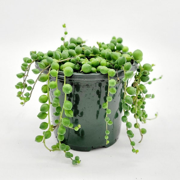 4" String of Pearls Plant • Live Hanging Plant for Hanging Basket • Indoor House Plant • Hanging Succulent • Drought Tolerant Easy Care