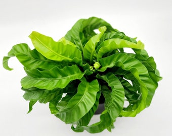 Hurricane Bird Nest Fern for 6 Inch Planter Pot • Asplenium Hurricane • Small Indoor Fern Plant • Live Indoor Houseplant • Unique Plants