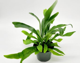 4" Staghorn Fern Plant • Platycerium Bifurcatum 'Netherlands' • Live Indoor Houseplant • 4" Low Light House Plant for Indoors • High Quality