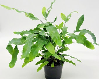 4&quot; Blue Star Fern Plant • Phlebodium Aureum • Live Indoor Houseplant • 4 inch Low Light House Plant for Indoors • Garden Gift