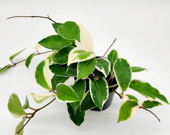Hoya Carnosa Krimson Queen • Variegated Wax Plant in 4" Pot
