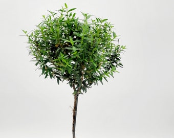 Myrtle Topiary Tree • Live Bonsai Tree • Houseplant for Christmas Decoration • Indoor Houseplant for Fall • Winter Plants Gift for Her