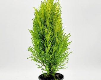 Lemon Cypress Tree Plant • Mini Tree Houseplant for Indoor/Outdoor Decoration • Live Indoor Houseplant • Lemon Pine Tree in 4.5" Planter Pot