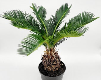 Palmeira Sago King de 6&quot; - Planta viva em vaso de 6 polegadas • Árvore viva • Cycas Revoluta • Plantas tropicais raras para casa • Plantas exclusivas para ambientes internos e externos