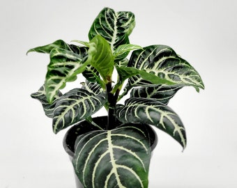 4" Aphelandra Zebra Houseplant • Tropical Plants for Shelves • Plants Gift for Mom • Live Indoor Houseplant • Pretty Tropical Plant