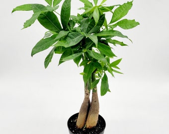 Plante Pachira Aquatica Tige Tressée - Pot 12cm - Hauteur 25-35cm - Plante D'intérieur Décorative