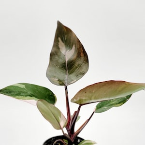 Pink Princess Philodendron in 4 Inch Pot • Unique Houseplant for Plant Enthusiast • Half Moon Rare Tropical Plant • Live Indoor Houseplant