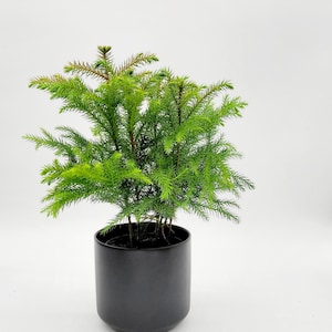 4.5インチの生きた編み込み金のなる木 • パキラ・アクアティカ • 盆栽