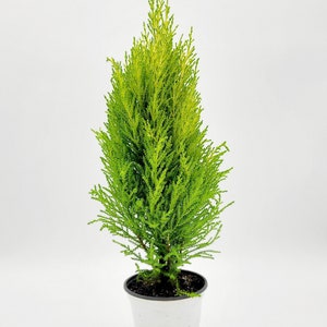 Lemon Cypress Tree Plant • Mini Tree Houseplant for Indoor/Outdoor Decoration • Live Indoor Houseplant • Lemon Pine Tree in 4.5&quot; Planter Pot