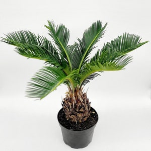 Plante vivante de sagoutier de 15 cm (6 po.) dans un pot de 15 cm (6 po.) • Arbre vivant • Cycas revoluta • Plantes tropicales rares d'intérieur • Plantes d'intérieur et d'extérieur uniques
