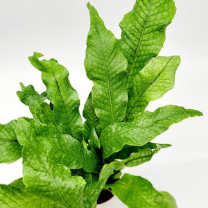 Crocodile Fern in 4 Inch or 6 Inch Pot • Microsorum Crocodyllus • Large Indoor Fern Plant • Live Indoor Houseplant • Unique Plants