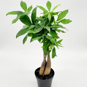 4.5&quot; Live Braided Money Tree • Pachira Aquatica • Bonsai Tree • Good Luck Tree • Live Indoor Houseplant • Easy Care Plants Gift