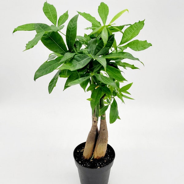 4.5" Live Braided Money Tree • Pachira Aquatica • Bonsai Tree • Good Luck Tree • Live Indoor Houseplant • Easy Care Plants Gift