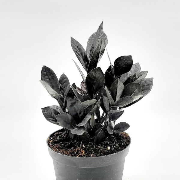 6" Raven ZZ • Zamioculcas Zamiifolia • Black Plants • Live Indoor Houseplant • Tropical House Plant for Indoors Home Office • Black Raven