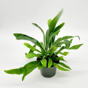 Op de afbeelding: Een kleine groene plant in een pot met lange, dunne bladeren. De plant staat in een zwarte plastic pot.