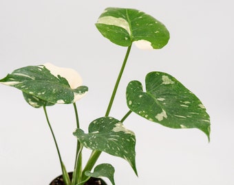 Monstera Thai Constellation in 4 Inch Pot • RARE Tropical Plant for Plant Enthusiast • Live Indoor Houseplant • Variegated Live Plants