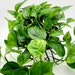 see more listings in the Live House Plants section