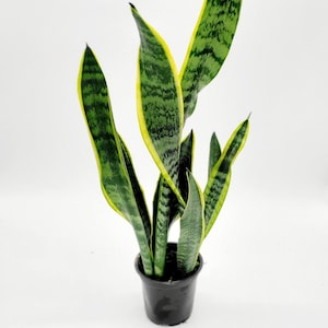 4&quot; Live Snake Plant • Large Variegated Snake Plant Laurentii in 4 inch Pot • Trendy Tropical House Plants • Sansevieria Superba Snake Plant