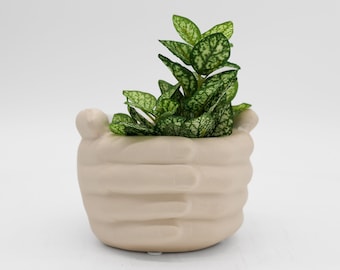 Puede incluir: Un macetero de cerámica beige claro con forma de dos manos que sostienen una pequeña planta verde con motas blancas en las hojas.