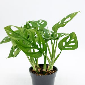 4 &quot;und 6&quot; Schweizer Käse Monstera Pflanze • Weinstock Monstera Pflanze im Topf • Seltene Tropische Zimmerpflanzen • Monstera Adansonii • Büropflanzen