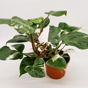 Philodendron White Princess in 15 cm Topf • SELTENE Tropische Pflanze für Pflanzenliebhaber • Lebende Zimmerpflanze • Bunte Lebende Pflanzen