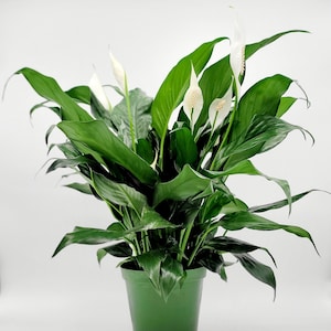 6&quot;Spathiphyllum Friedenslilie • Sympathie Geschenk • Lebende Zimmerpflanzen • Immergrüne Zimmerpflanze mit Blüten in 6-Zoll-Topf • Easy Plant Low Light