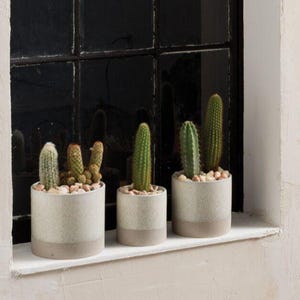 May include: Three potted cacti in cylindrical, two-tone planters. The planters are light gray with a darker gray base and filled with small pebbles. The cacti vary in shape and color, with green and tan hues. The planters sit on a white windowsill against a black window.