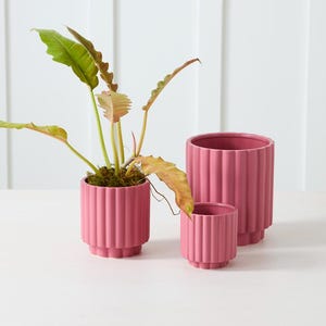 Puede incluir: Tres macetas de cerámica rosa de diferentes tamaños, con detalles acanalados verticales. Una maceta contiene una planta verde con hojas largas y delgadas. Las macetas están dispuestas sobre una superficie blanca contra una pared blanca.