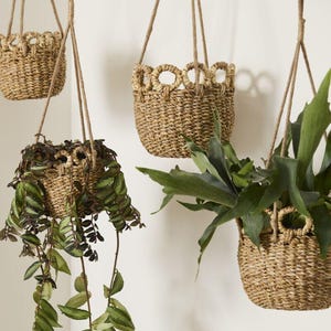 May include: Several woven hanging baskets with plants. The baskets are made of a light brown material and have a decorative looped design around the top. The plants have green leaves and hang down from the baskets.