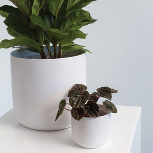 Maceta de cerámica blanca • Maceta moderna de interior, para suculentas y hierbas • 4, 6, 9 pulgadas