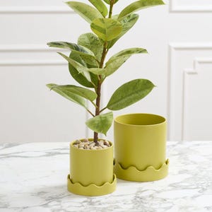 Può includere: Una pianta di Ficus elastica 'Variegata' in vaso con grandi foglie verdi e color crema. La pianta è in un vaso di ceramica color chartreuse con un sottovaso abbinato. Il vaso è riempito di piccoli ciottoli. C'è un altro vaso vuoto accanto.