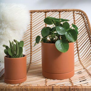 Pode incluir: Duas jarras de cerâmica cor de terracota, uma com um cacto e outra com uma planta de folhas verdes redondas. As jarras estão numa cadeira de vime. Uma prateleira com um cacto num vaso estampado é visível no fundo.