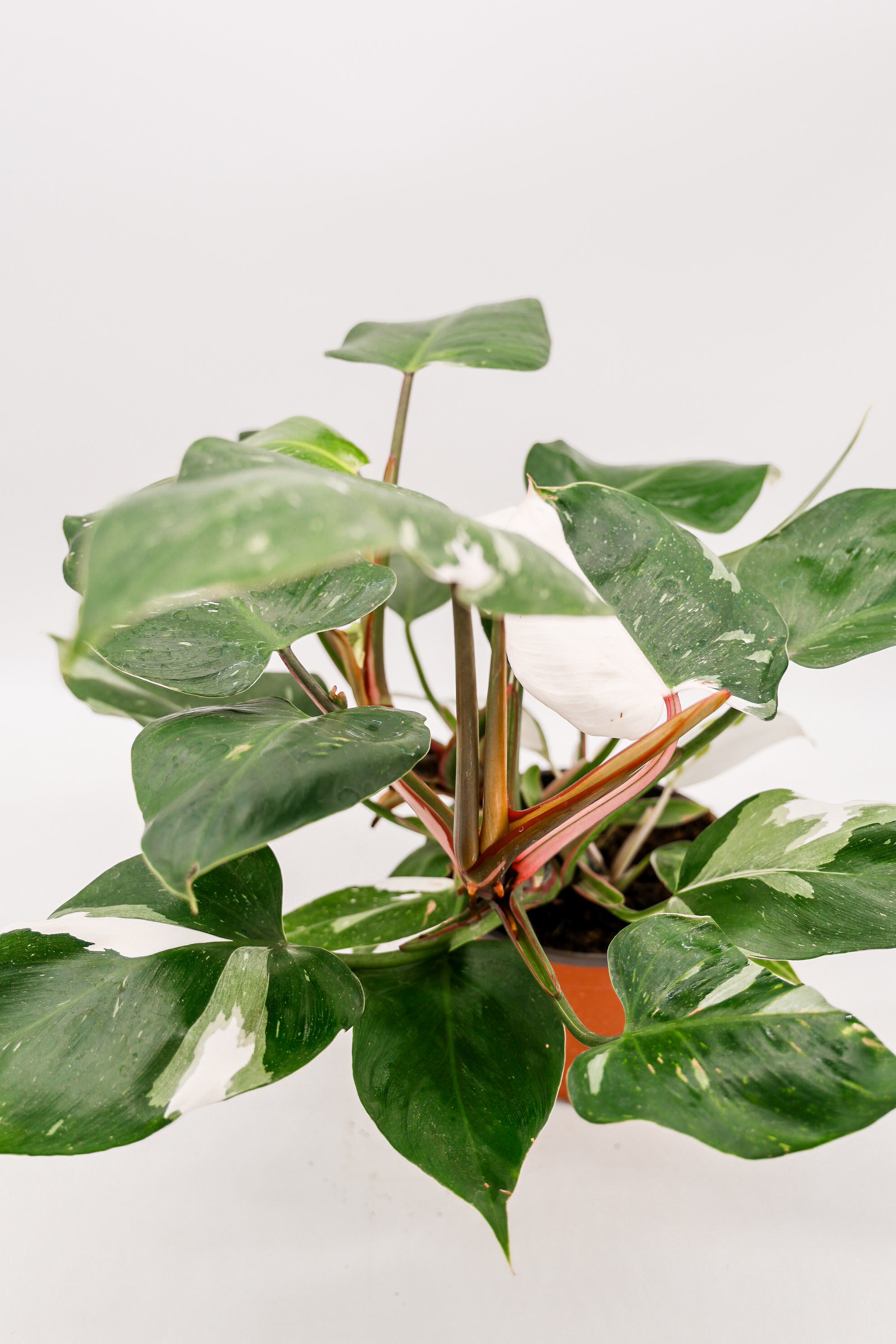 Philodendron White Princess in 6 Inch Pot  RARE Tropical Plant for Plant  Enthusiast  Live Indoor Houseplant  Variegated Live Plants - Etsy