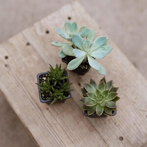 3" Succulent Assortment • 3 Pack Assorted Live Succulent • Indoor House Plant • Drought Tolerant Easy Care • Succulent Gift for Plant Lover