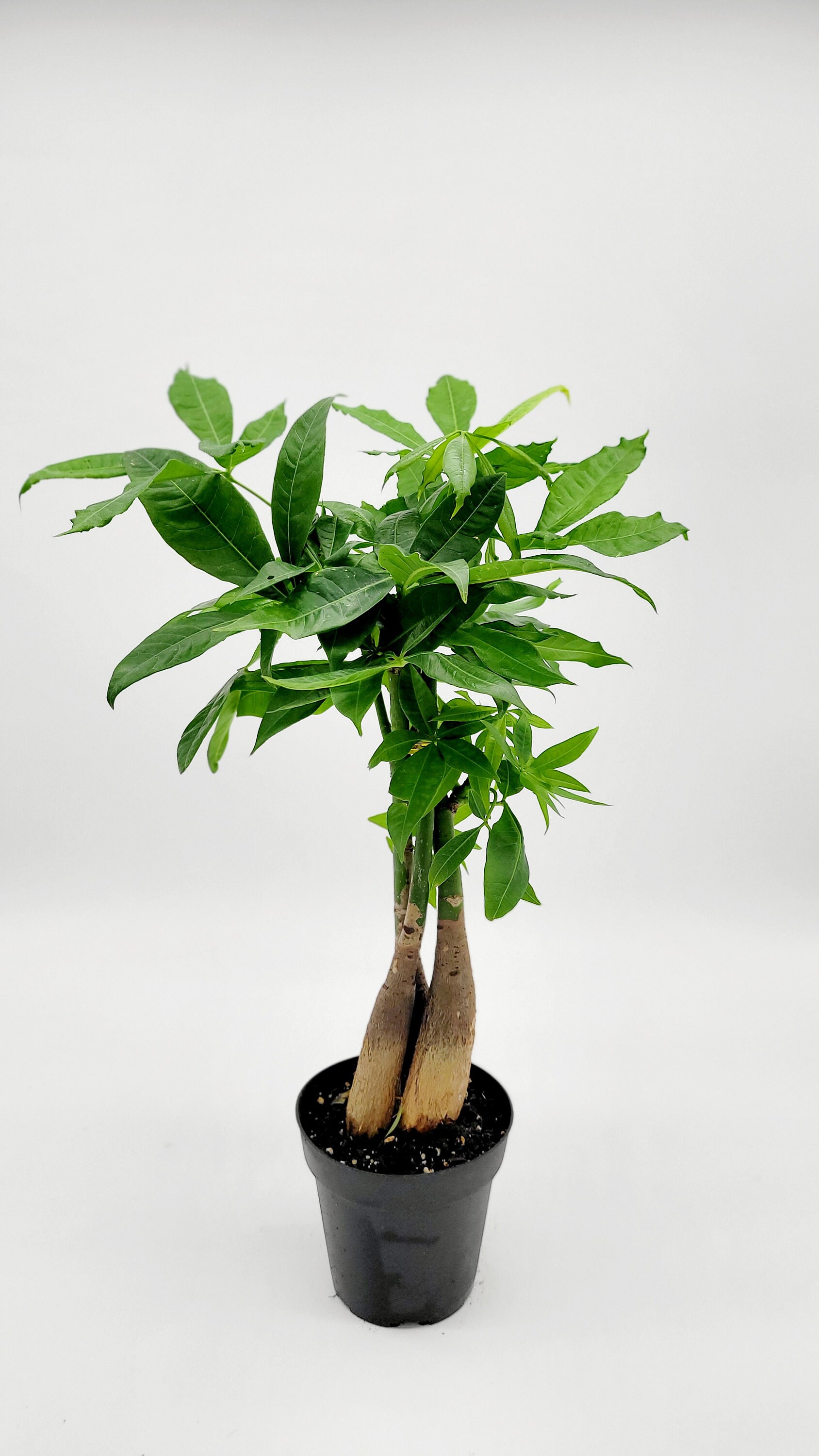 4.5インチの生きた編み込み金のなる木 • パキラ・アクアティカ • 盆栽