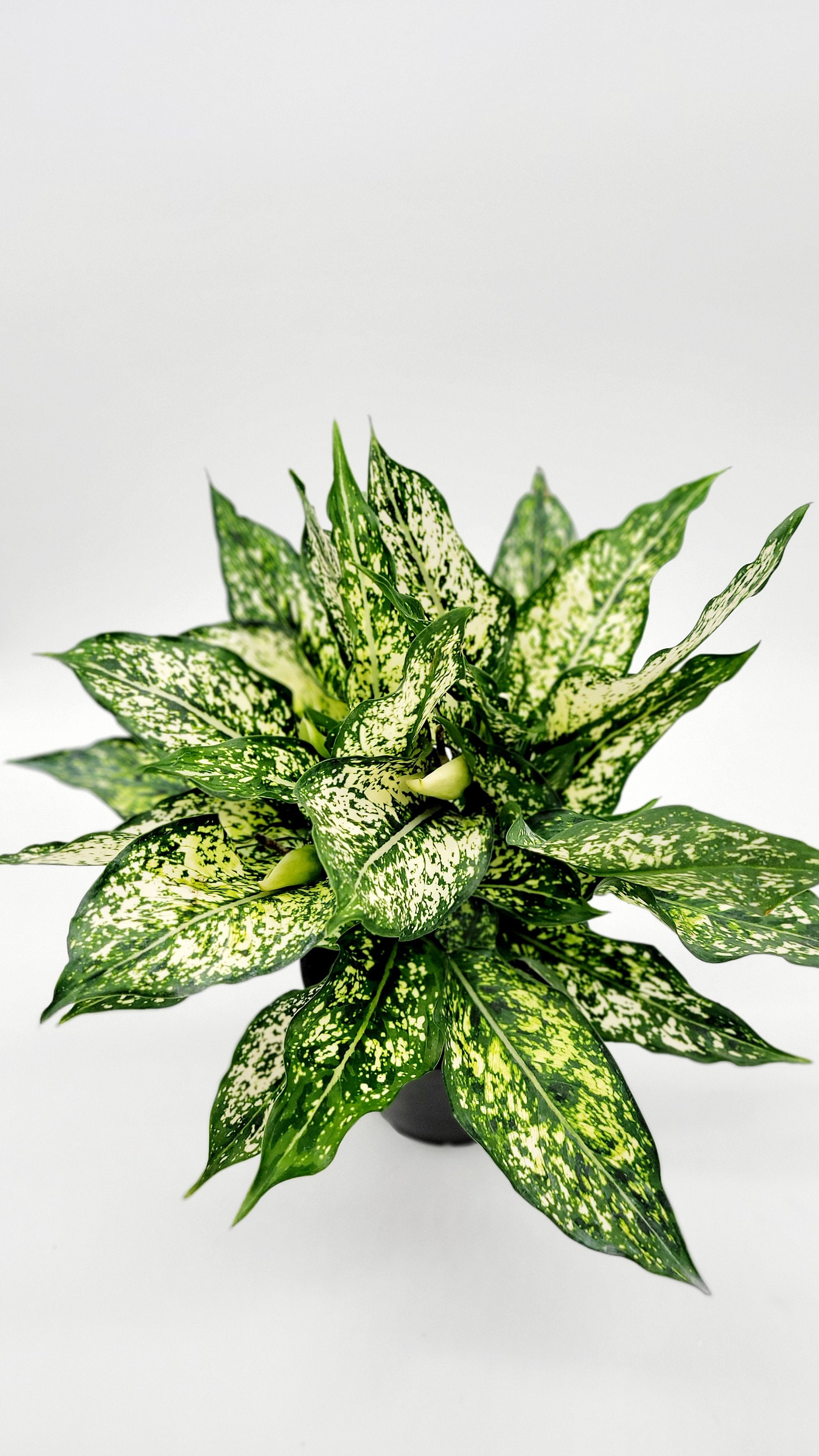 Aglaonema Spring Snow • Live Variegated Indoor Plant (6 Inch Pot) - Etsy
