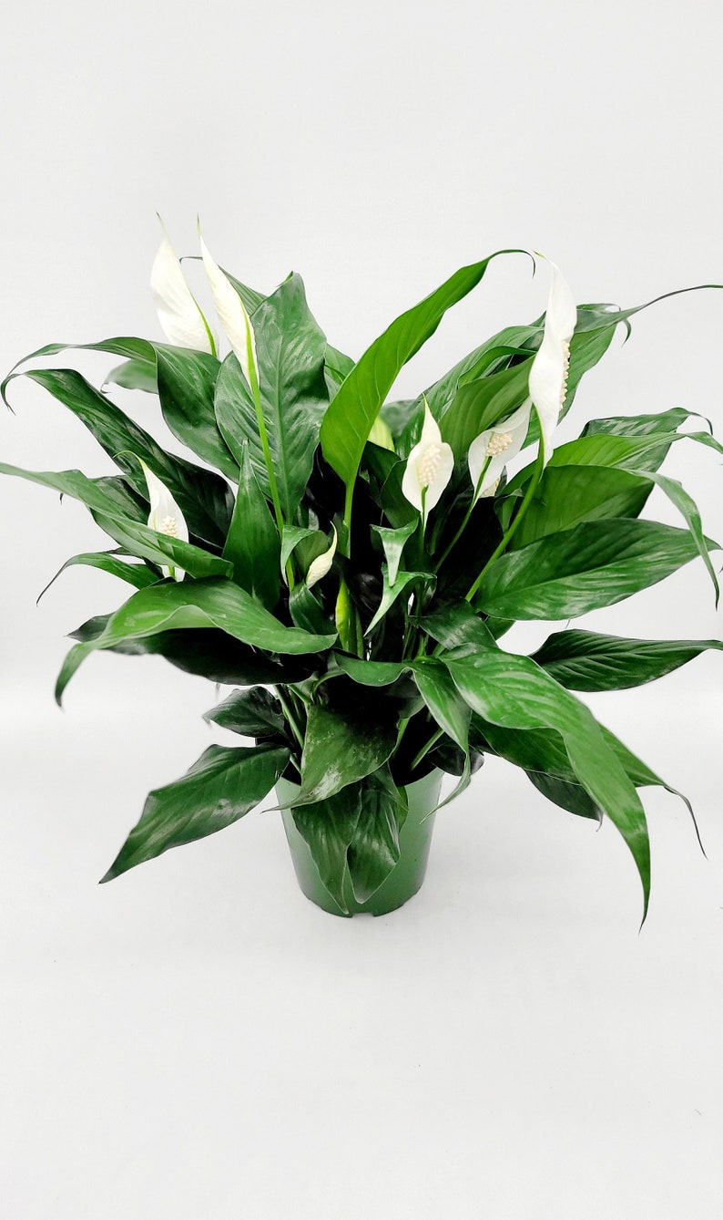 FloralVibesLLC Peace Lily
