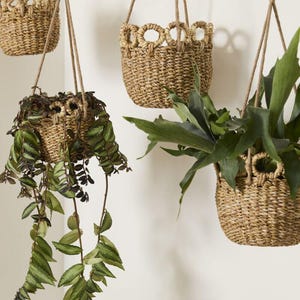 May include: Several woven hanging baskets with plants. The baskets are made of a light brown material and have a decorative looped design around the top. The plants have green leaves and hang down from the baskets.