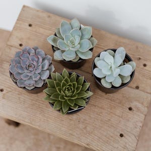 4&quot; Succulents • 4 Pack Assorted Live Succulent • Indoor House Plant • Drought Tolerant Easy Care • Succulent Gift for Plant Lover