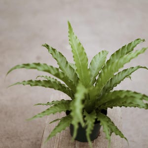 Peut inclure: Une plante de fougère verte dans un pot noir, posée sur une surface en bois brun clair.