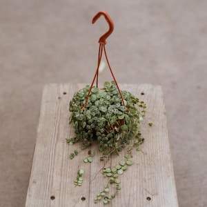 May include: A hanging planter with a green plant with small, round leaves. The planter is made of brown terracotta and has a metal hook.