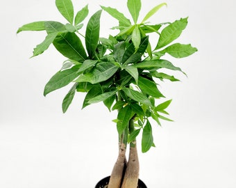 金のなる木 il_340x270.4237818329_i1l2.jpg