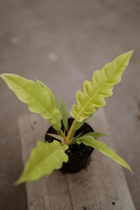 Philodendron Golden Crocodile in 4 Inch Pot  Rare Live Plants  Tropical  Desk Plant  Live Indoor House Plant  Air Purifying Plant - Etsy Israel