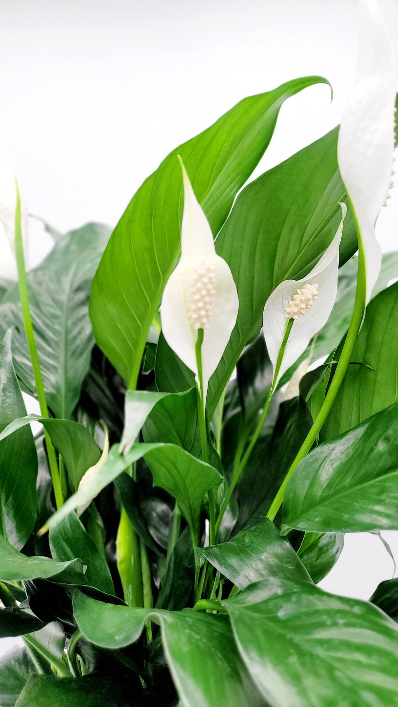 FloralVibesLLC Peace Lily - Thumbnail 2