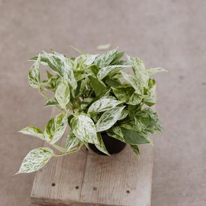 Puede incluir: Una planta de reina de mármol en maceta con hojas variegadas verdes y blancas. La planta está en una maceta negra y está sobre una superficie de madera.
